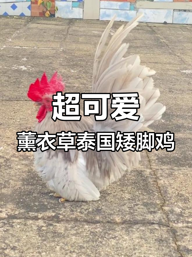 泰国矮脚鸡:薰衣草色超萌,仙气飘飘的宠物小鸡