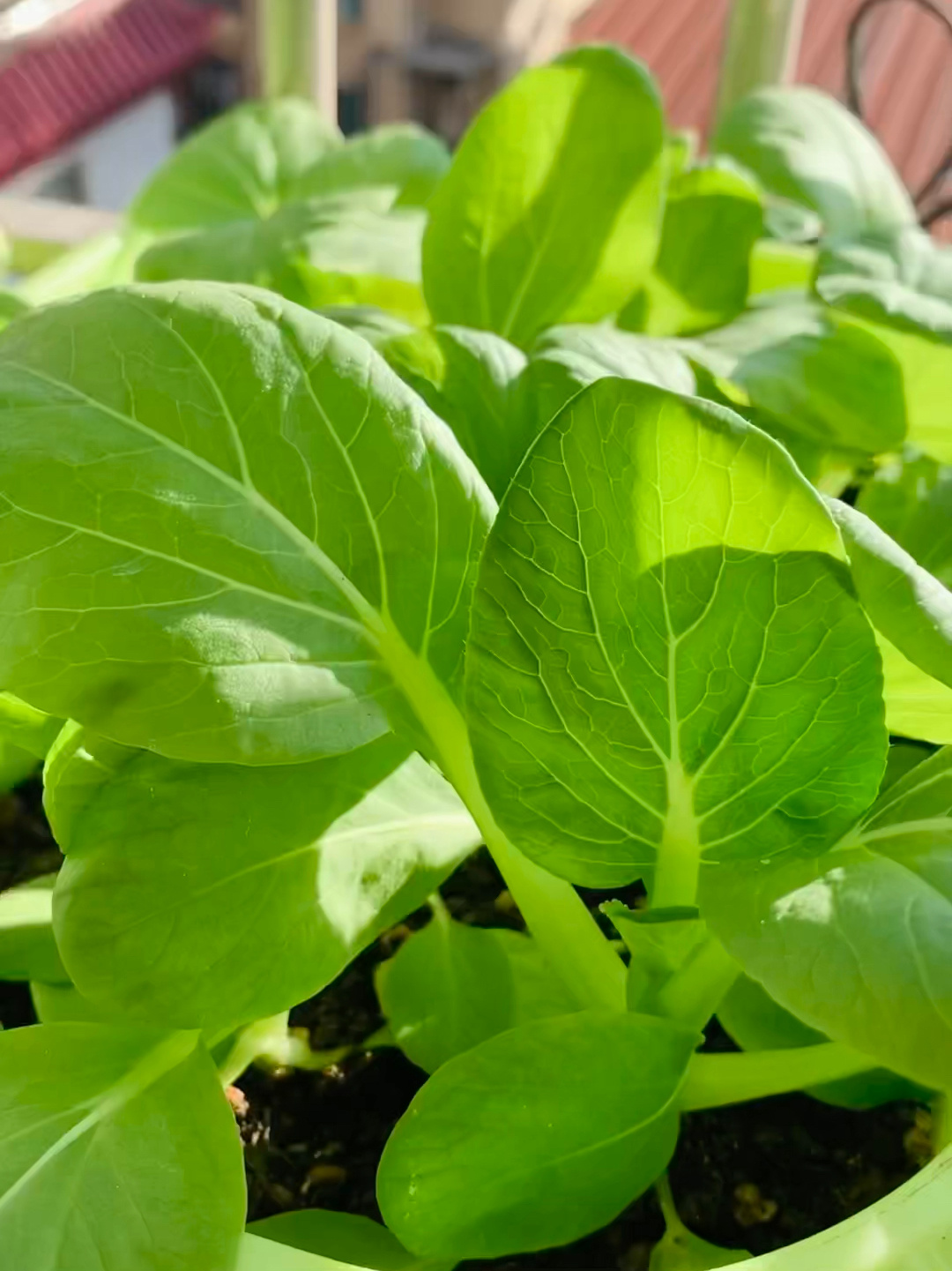 鸡毛菜终于长成上海青的样子啦