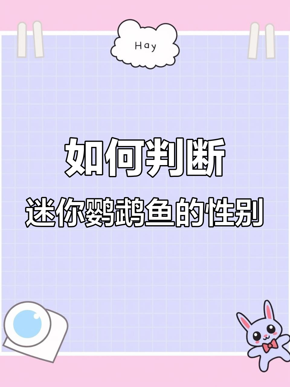 迷你鹦鹉鱼公母辨别,发情期颜色变化揭秘