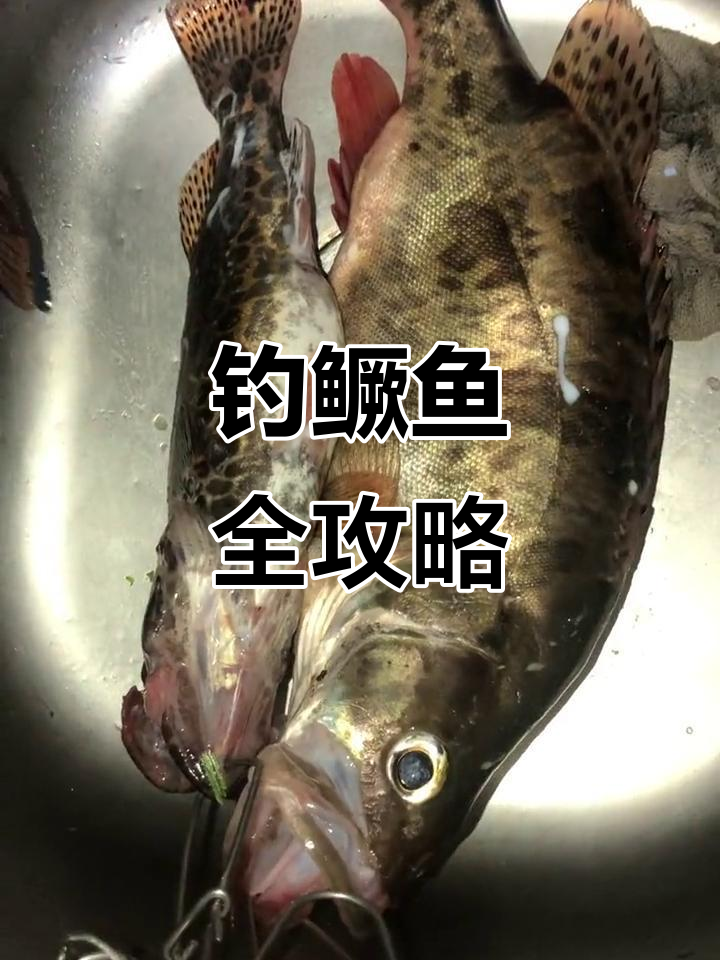 钓鳜鱼必备装备:长线、大钩与活饵,海竿矶竿皆可