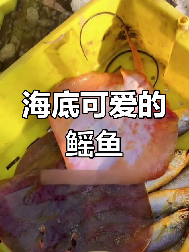 鳐鱼:海底的可爱捕食者,口感一般但翅膀超美味