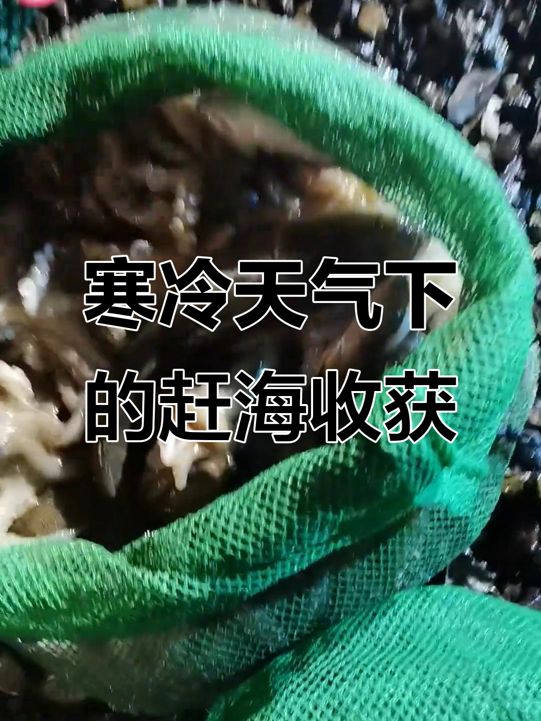 曹妃甸赶海遇冷雨,短腿八爪鱼成主角