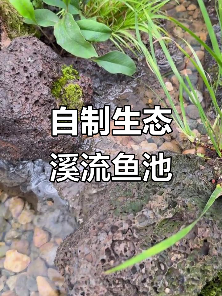 补种苔藓与蕨类,打造自然生态鱼池景观