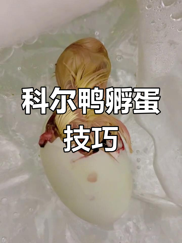 柯尔鸭孵化全过程,轻松学会如何操作