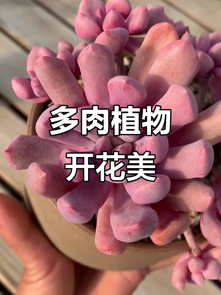 丘比特多肉老桩,花开如梦,美丽无需言语