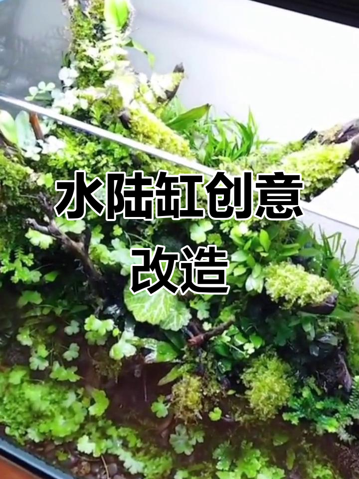 用旧鱼缸打造水陆缸，换个角度，生活也能焕发新意