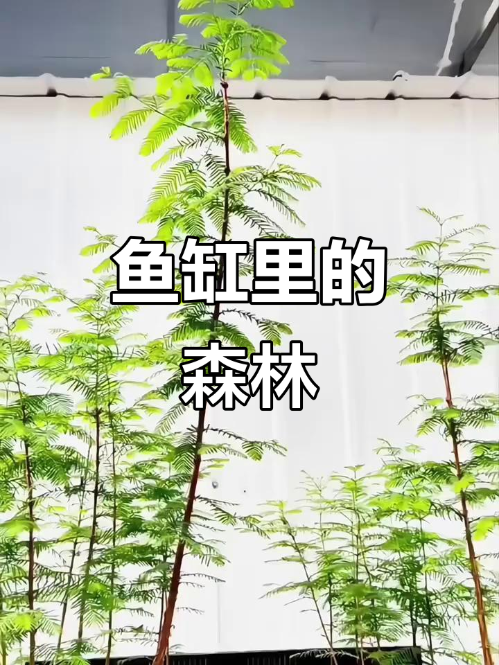在鱼缸里打造绿意盎然的生态,水杉净化水质又美观