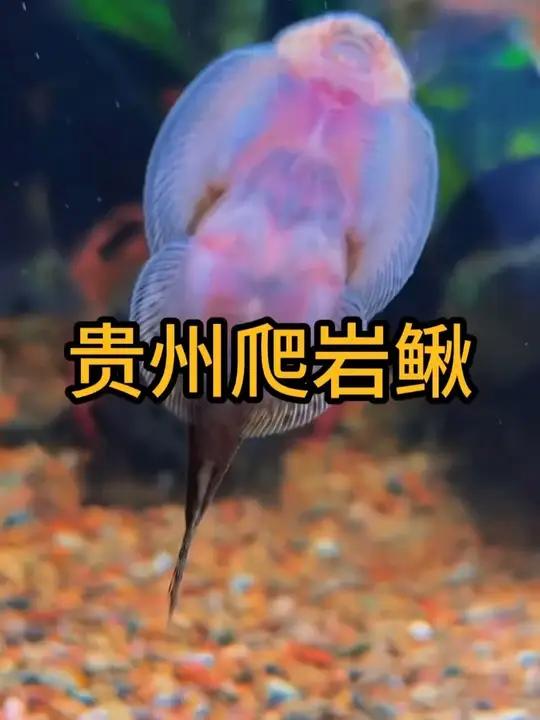 自带吸盘的爬岩鳅,牢牢吸住缸壁清洁绿藻青苔,鱼便残渣,冷水也能养好它,想要养出空气缸的,可