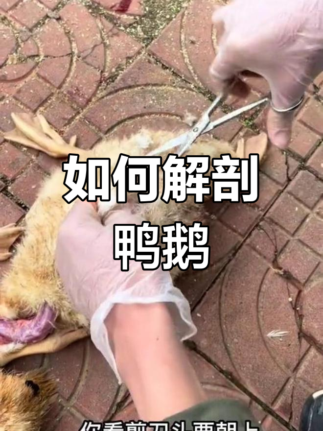 鸭鹅解剖技巧全解析