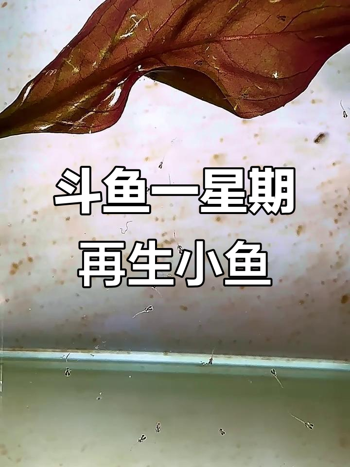 斗鱼竟然这么快又生了一窝，淡黄色鱼卵清晰可见