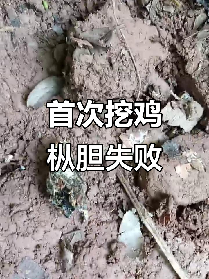 第一次挖鸡枞胆,竟然空手而归!