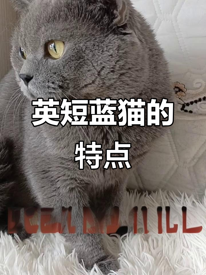 英短蓝猫的可爱魅力,包子脸、耐脏又粘人