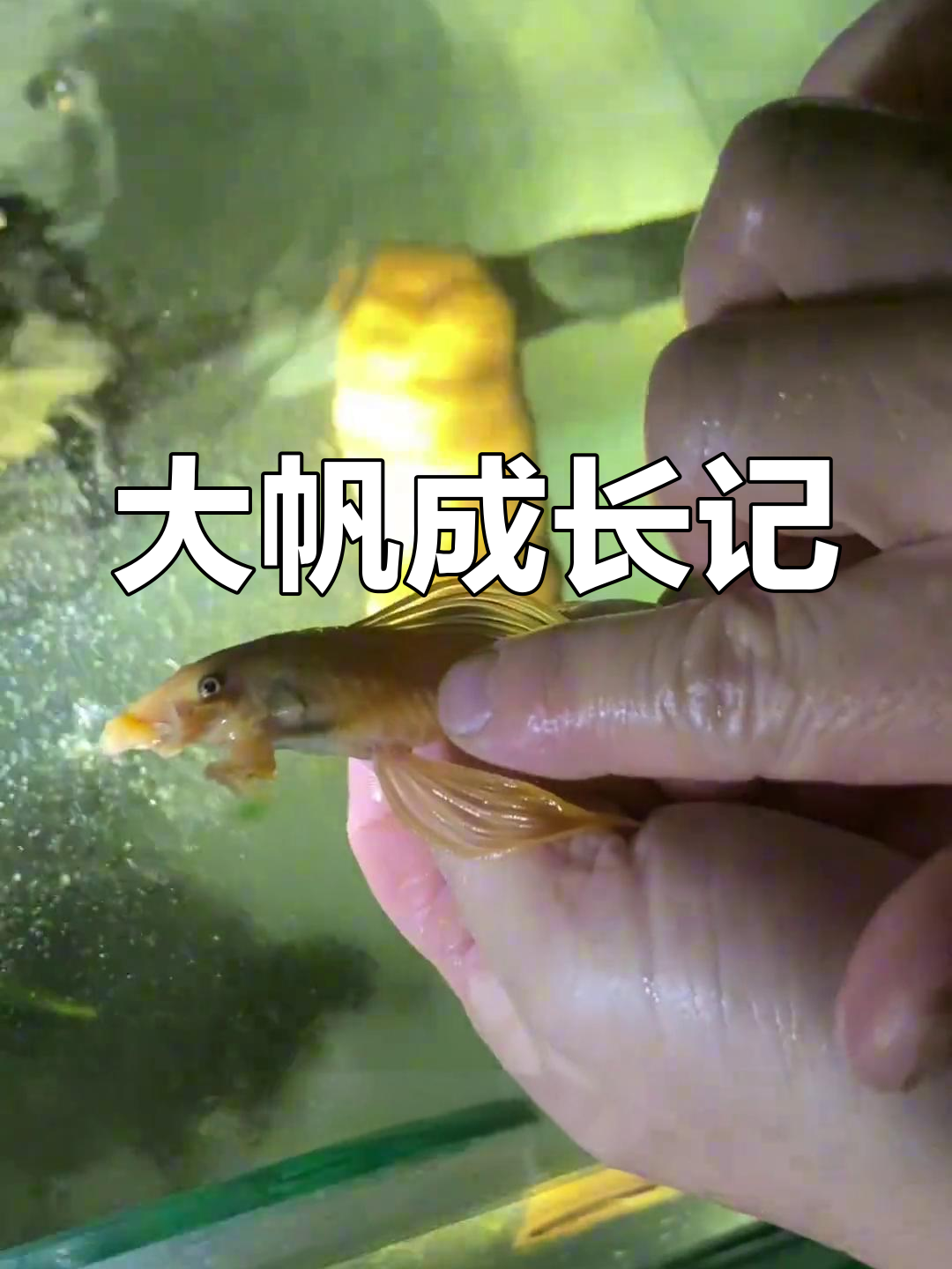 胡子大帆得长到6.7公分才会开始工作,耐心观察吧!