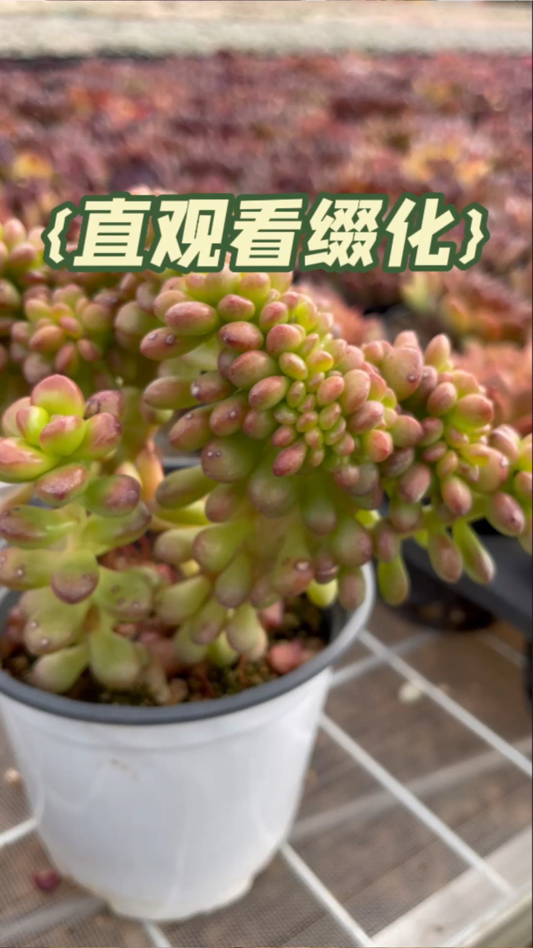 缀化多肉形成的原因,更直观看缀化