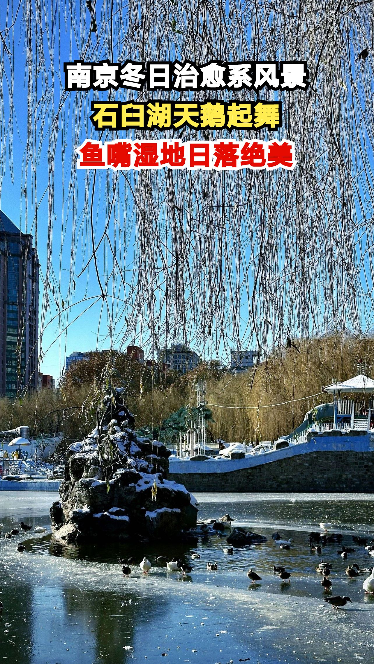 南京初冬5个隐秘仙境曝光!天鹅湖与落羽杉惊艳整个朋友圈