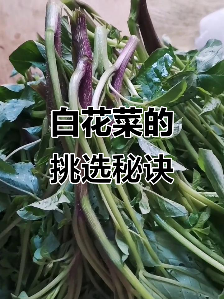 第一次尝试白花菜,红根嫩滑,选瘦还是肥?