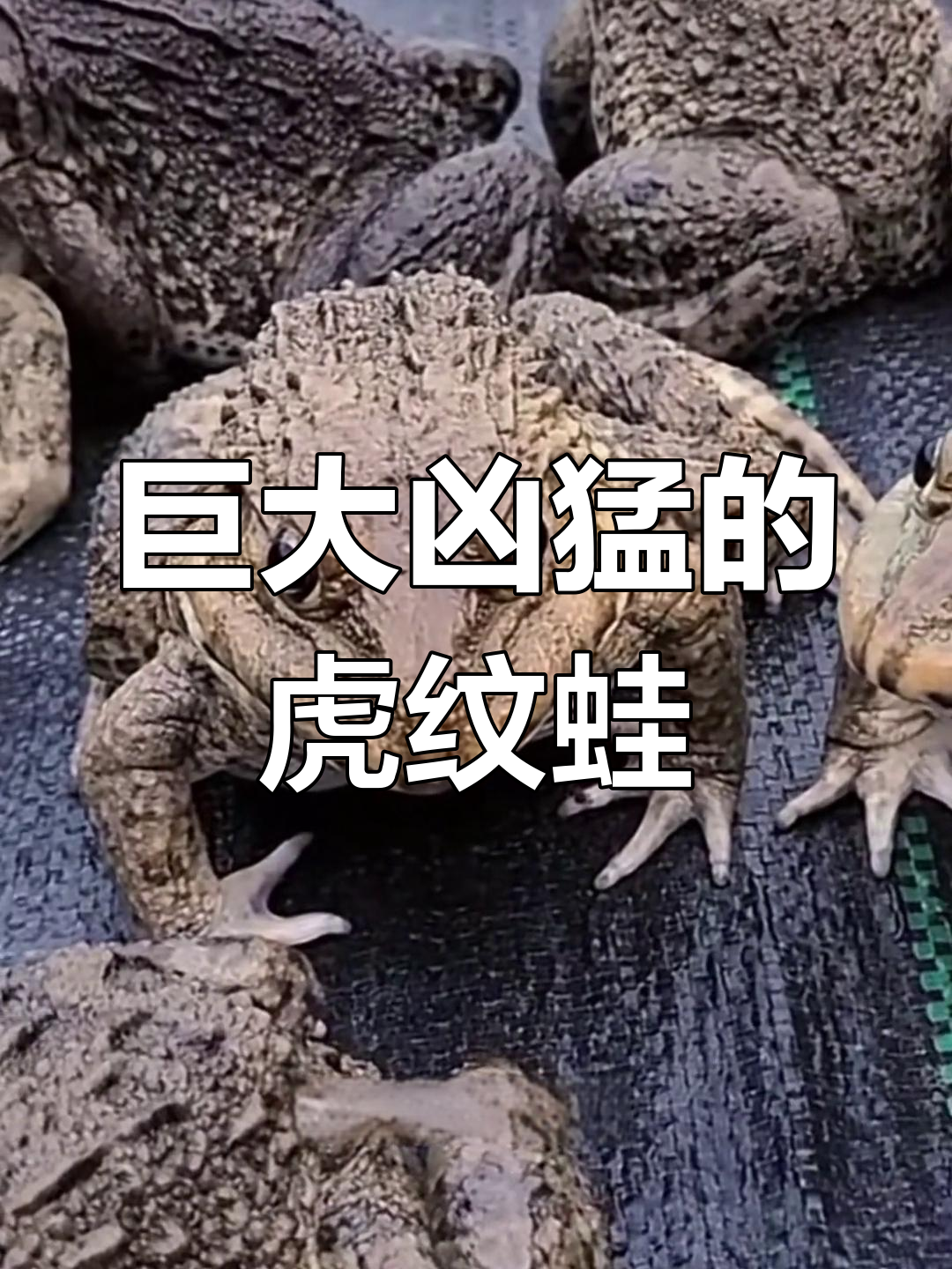 虎纹蛙:凶猛巨型水鸡,体型堪比“小老虎”