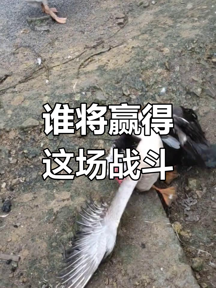 公鹅与公鸭的激烈对决,谁能胜出?