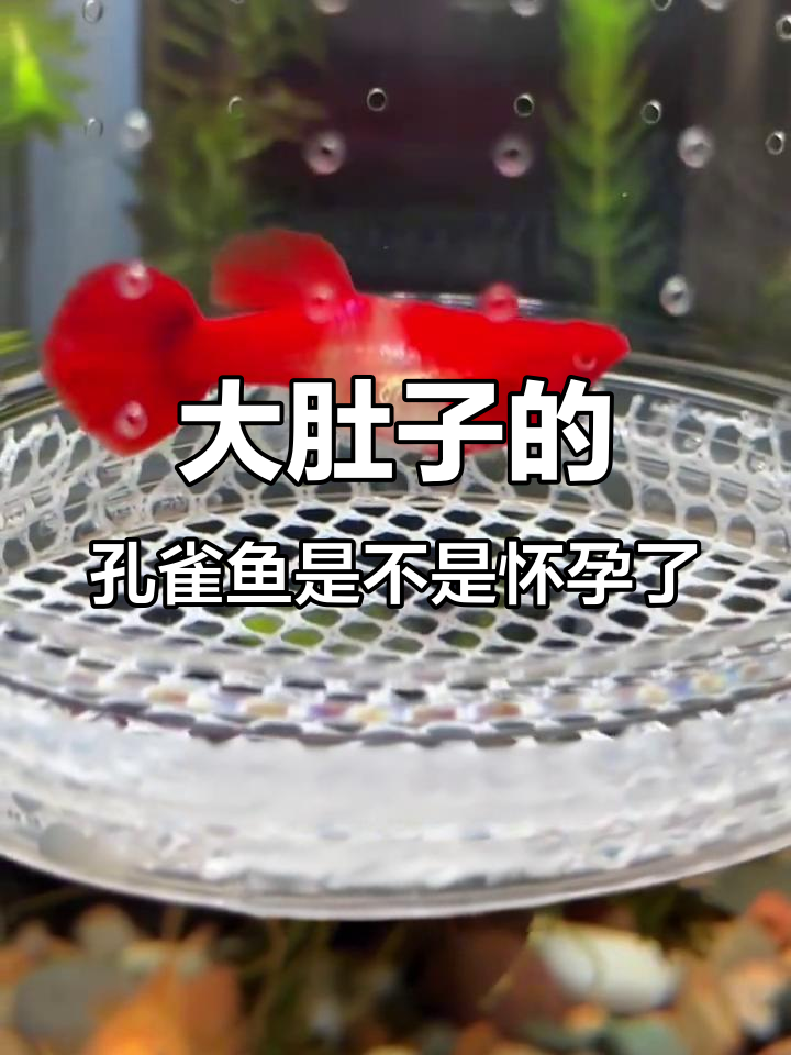 孔雀鱼大肚子不一定是怀孕,了解原因才能判断