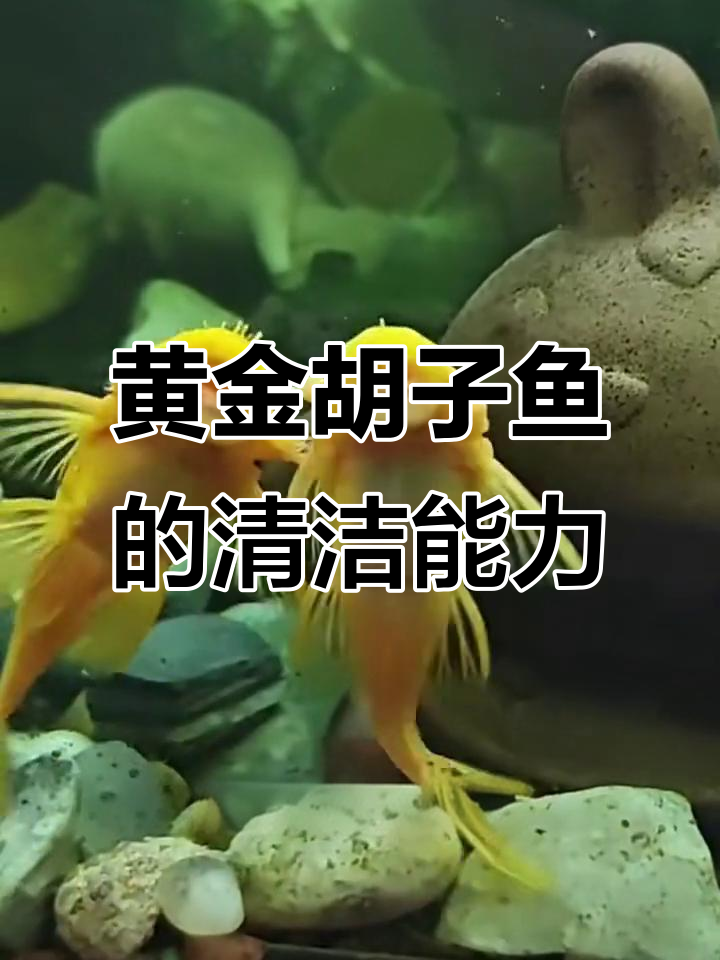 黄金胡子鱼：能吃能生的永动机，帮你搞定藻类问题