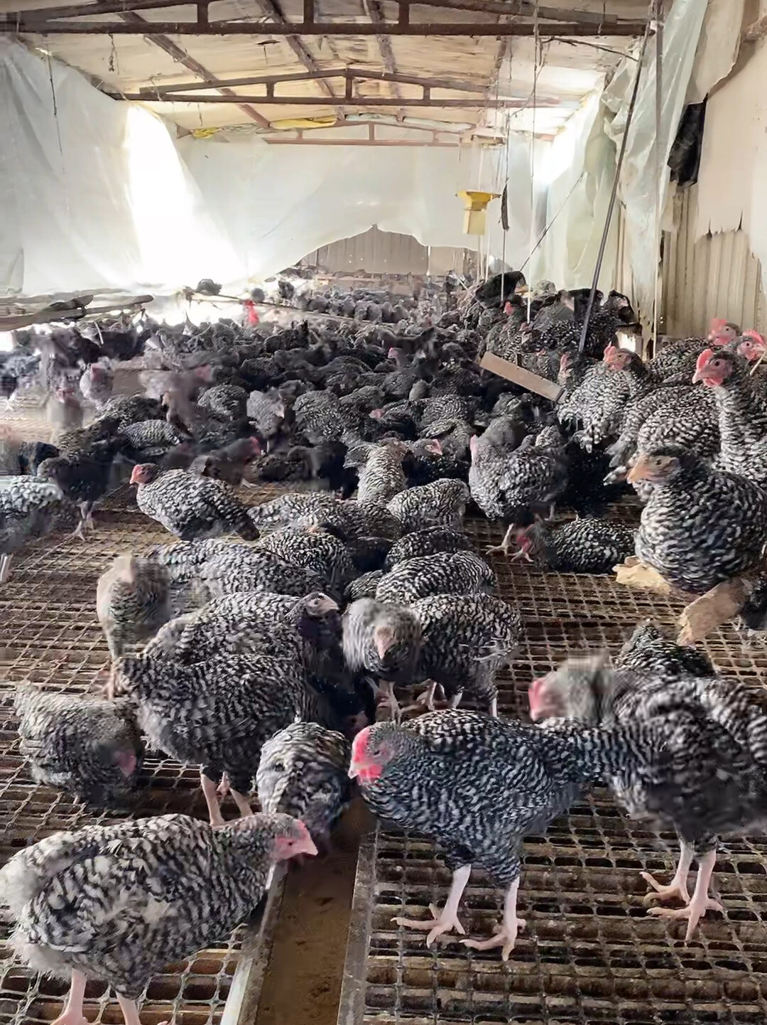 芦花鸡下绿壳蛋