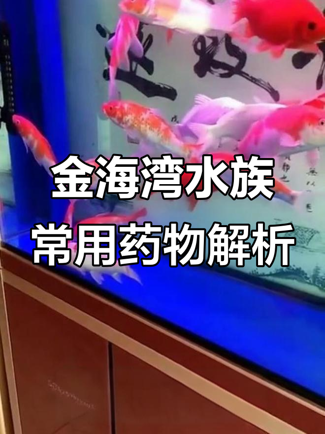 常见观赏鱼病及用药指南,轻松应对白点、细菌性烂鳃等
