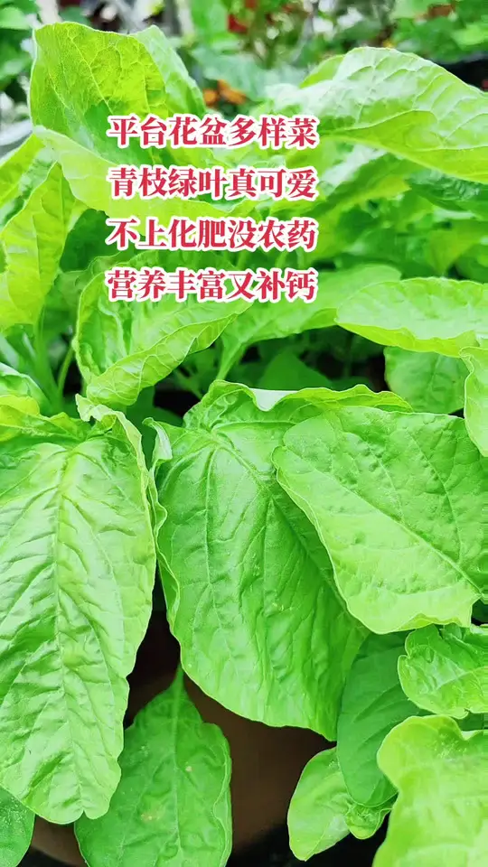 你能叫出自己种的纯天然绿色蔬菜的名字吗?