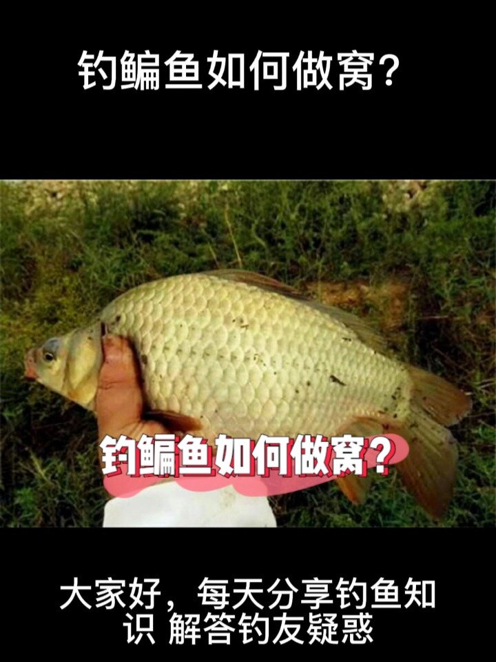钓鳊鱼如何做窝?