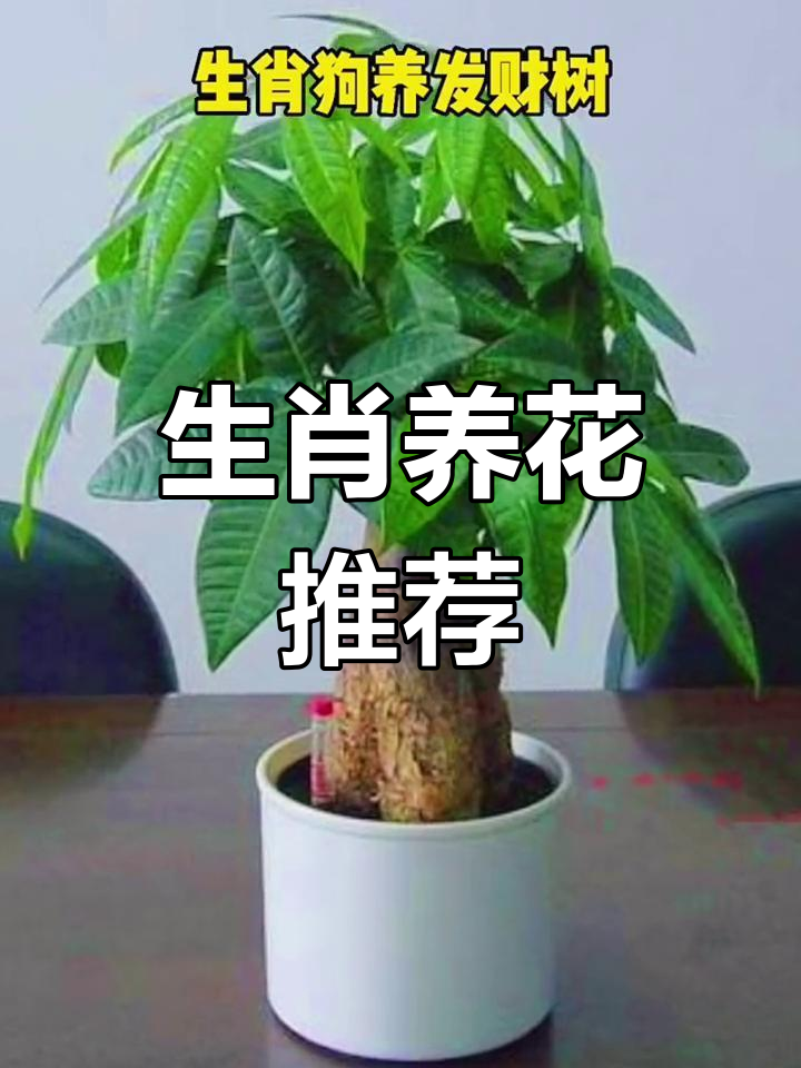 十二生肖与植物搭配指南