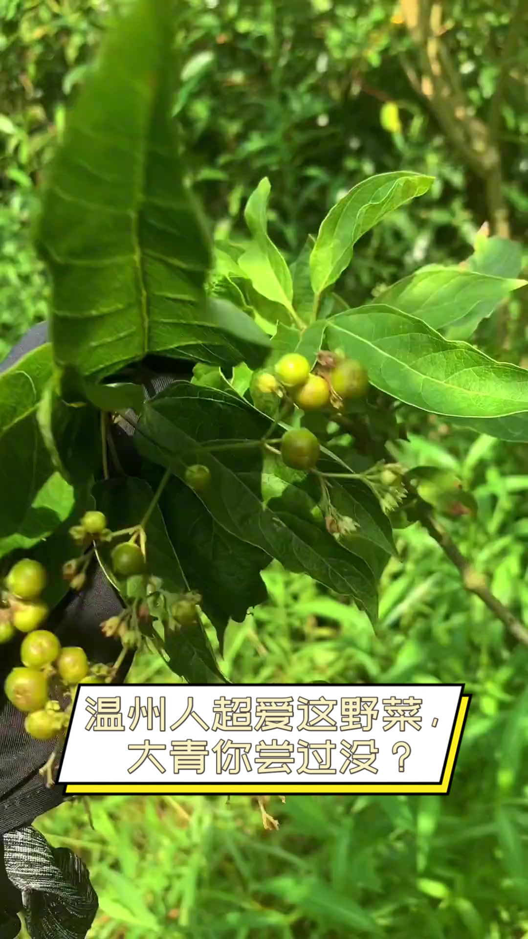 温州人超爱这野菜，大青你尝过没？