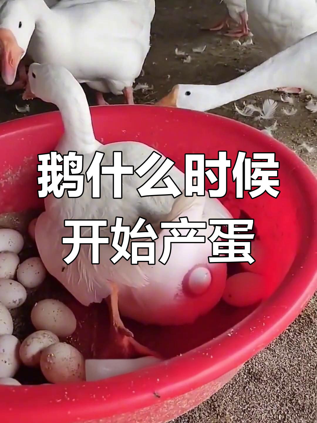 不同品种鹅产蛋时间解析