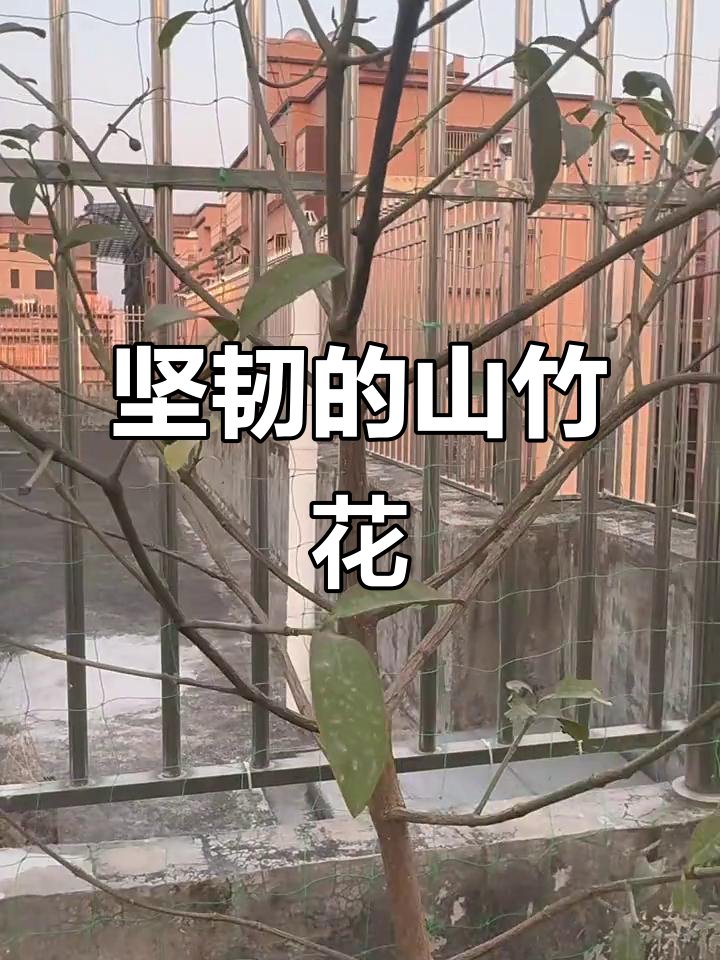 墨西哥细叶山竹:从种子到开花结果,四季常伴的植物奇迹