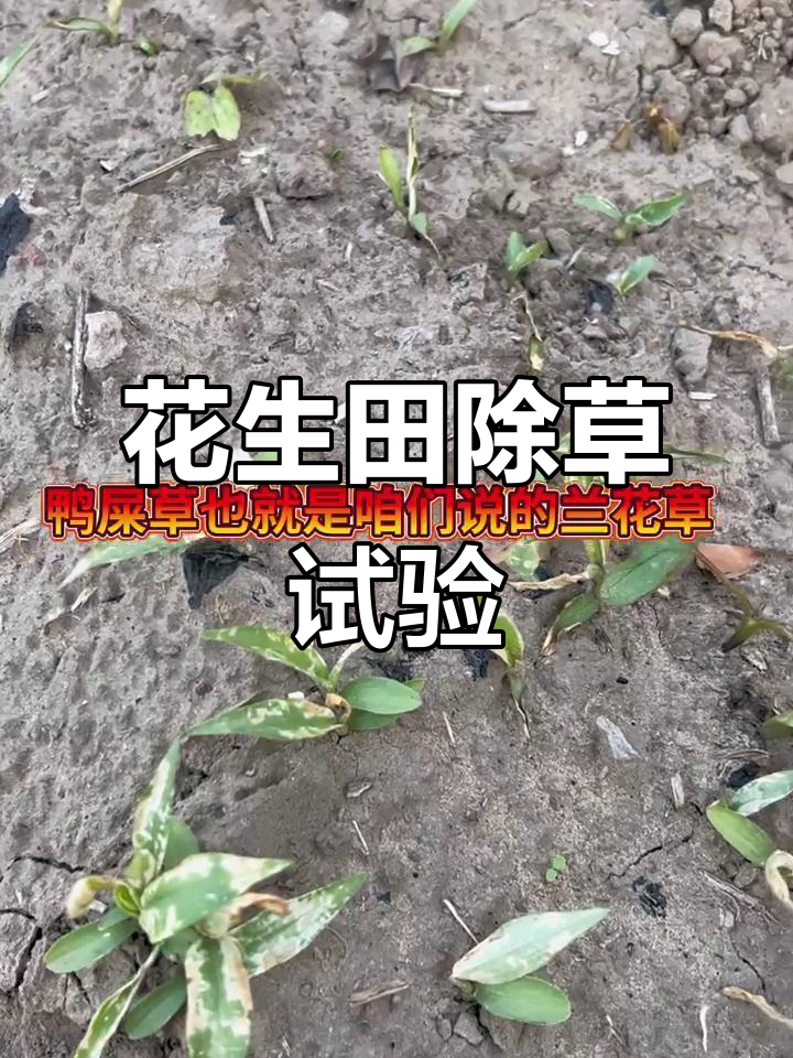 花生苗后除草效果大揭秘,乡锄组合套餐轻松灭鸭舌草