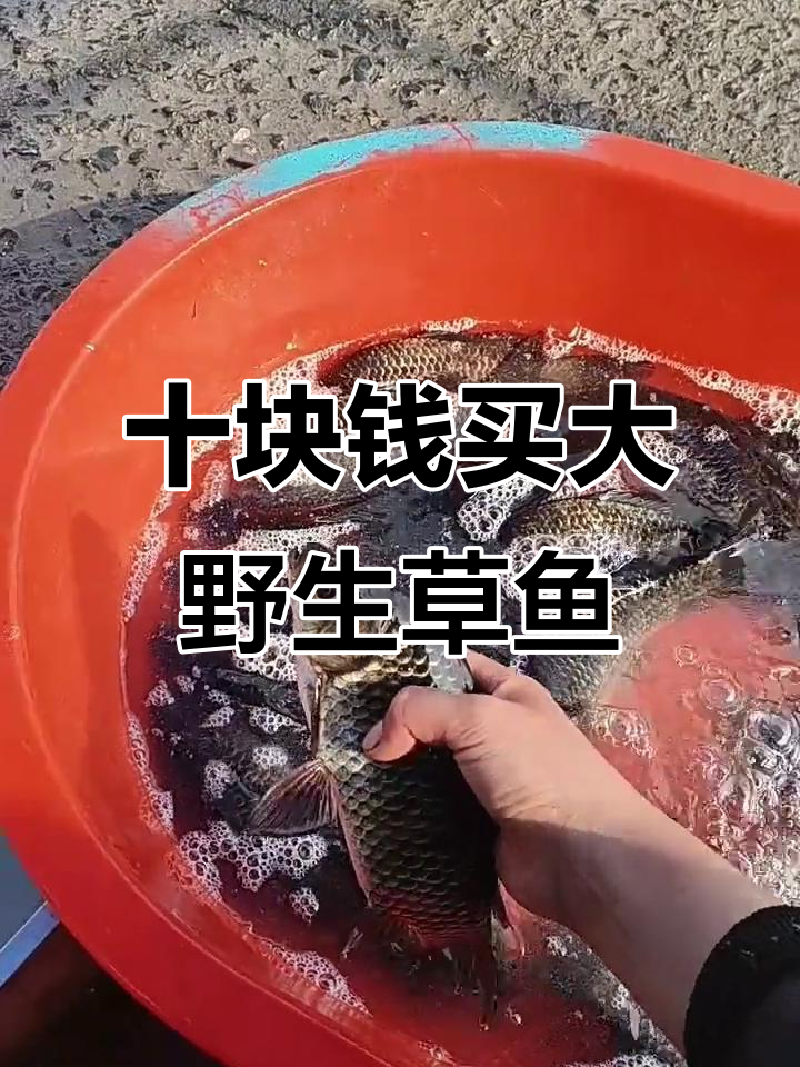 野生鲫鱼卖10元一斤,超值又实惠