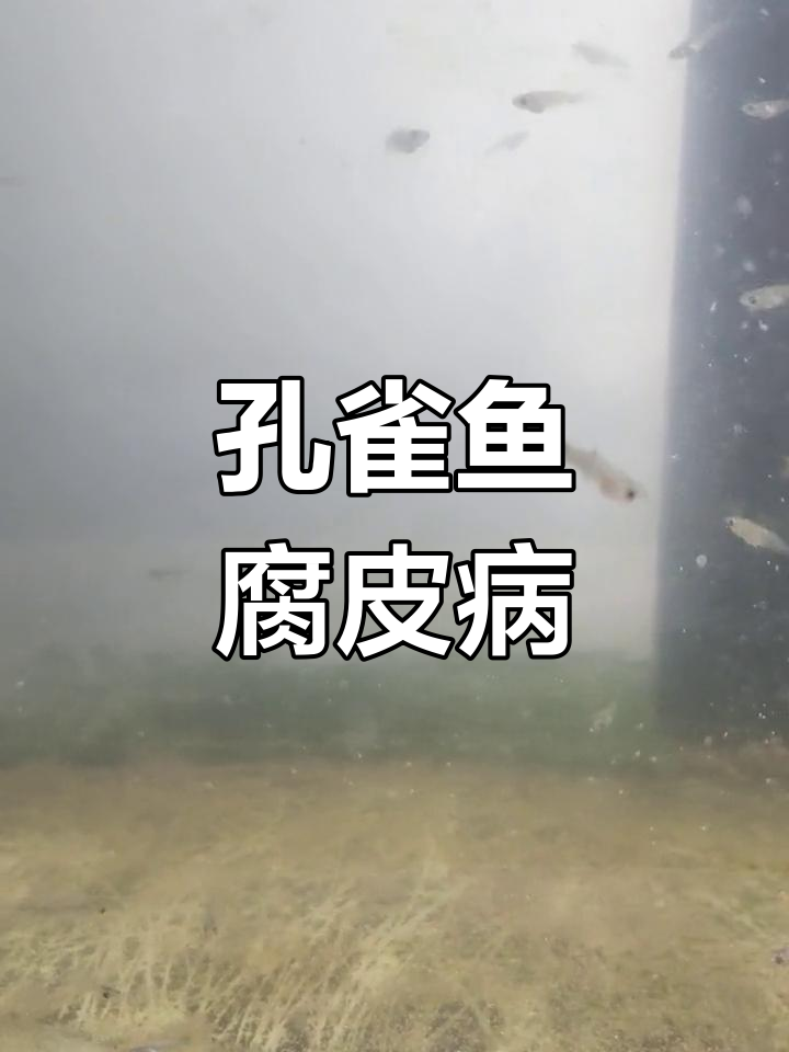 孔雀鱼腐皮病症状与治疗