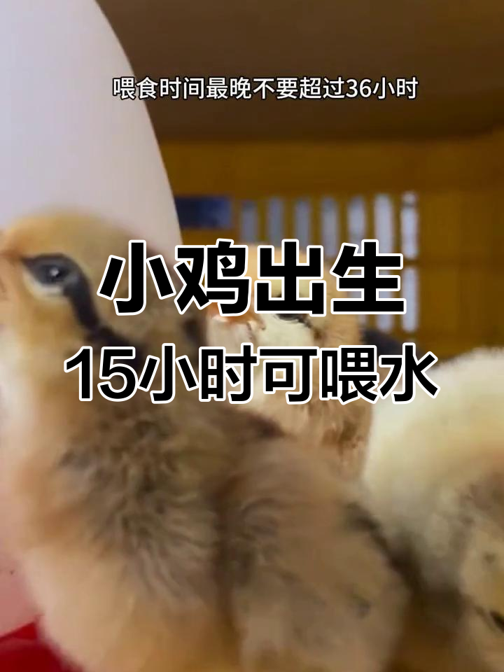 小鸡出壳后多久能喂食喝水