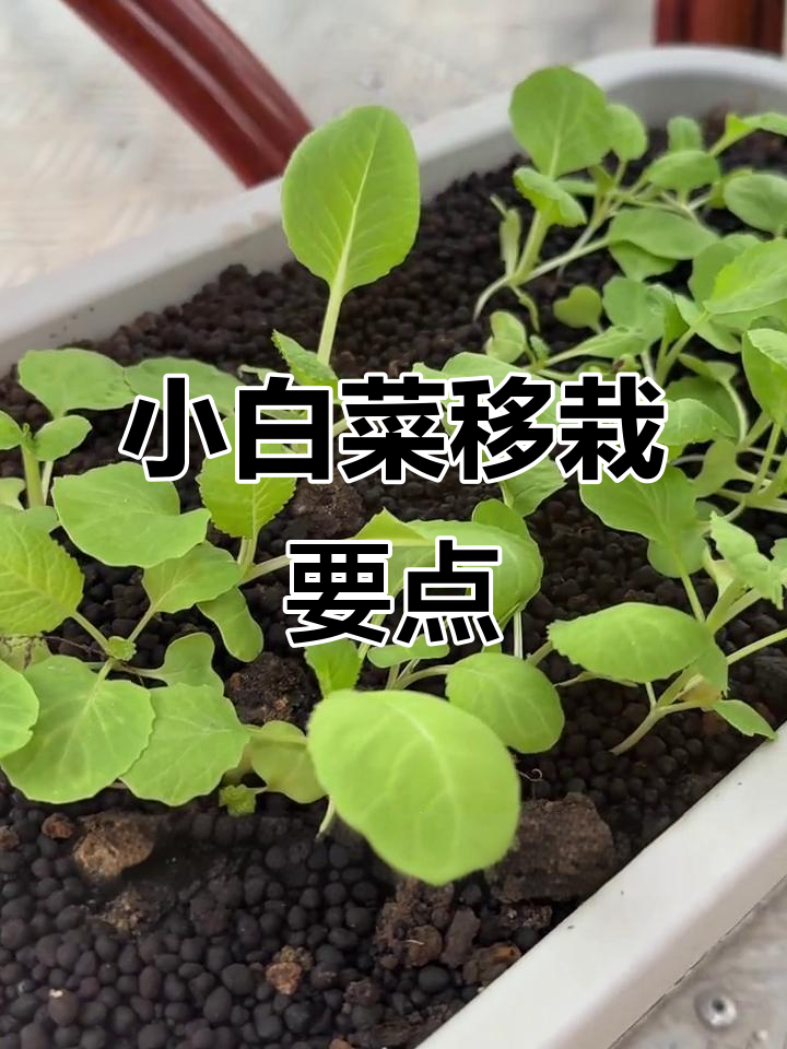 小白菜移栽技巧,注意这些细节才能长得更好