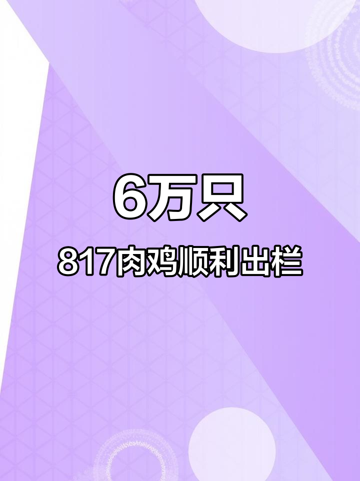 东方希望饲料助力养殖户,6万只817肉鸡高效出栏