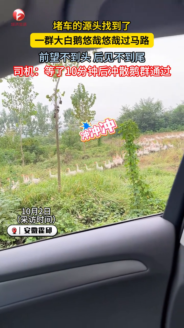 你永远不知道堵车的源头是什么！一群大白鹅悠哉悠哉过马路