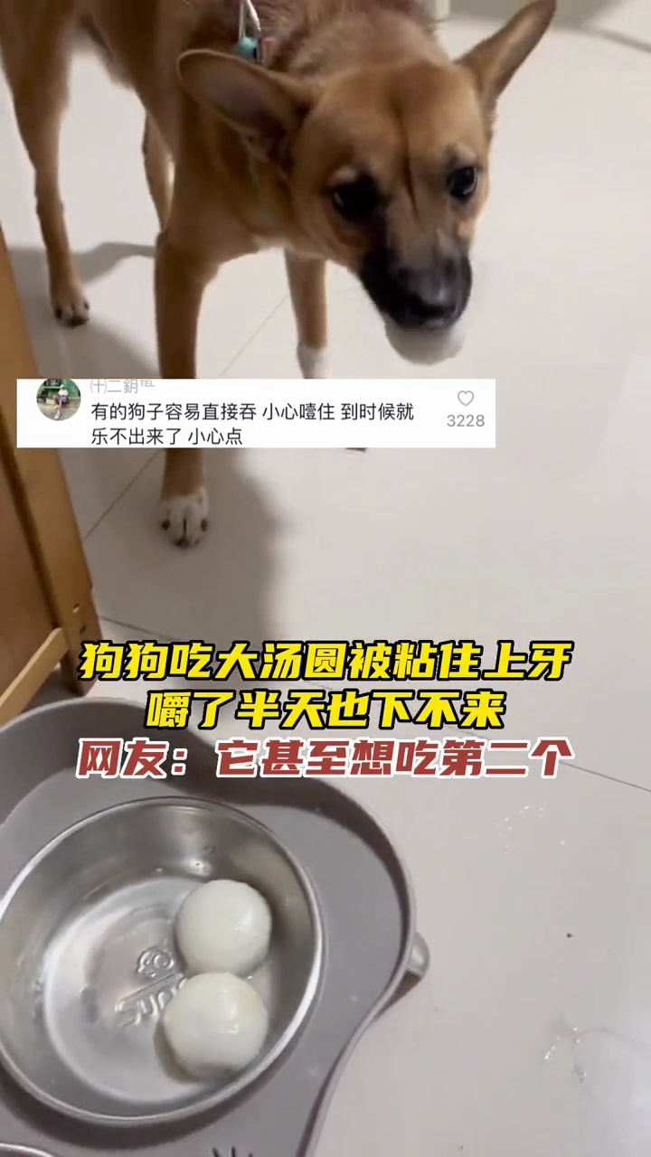 狗狗吃大汤圆被粘住上牙,嚼了半天也下不来,网友:它甚至想吃第二个。海报新闻