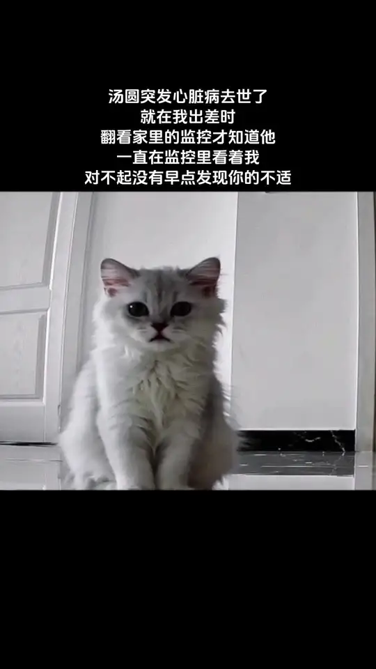 一个平平无奇的夜晚，汤圆因为心脏病去了喵星，她是一只很乖的小猫，怪妈妈在最后一刻没能陪在你