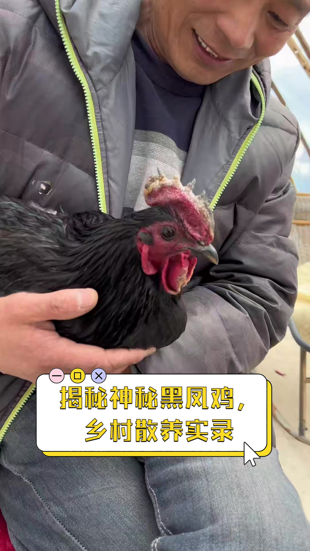 揭秘神秘黑凤鸡,乡村散养实录