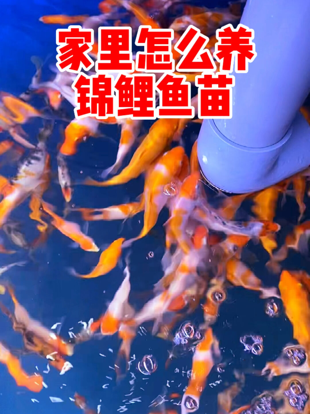 家里怎么养锦鲤鱼苗