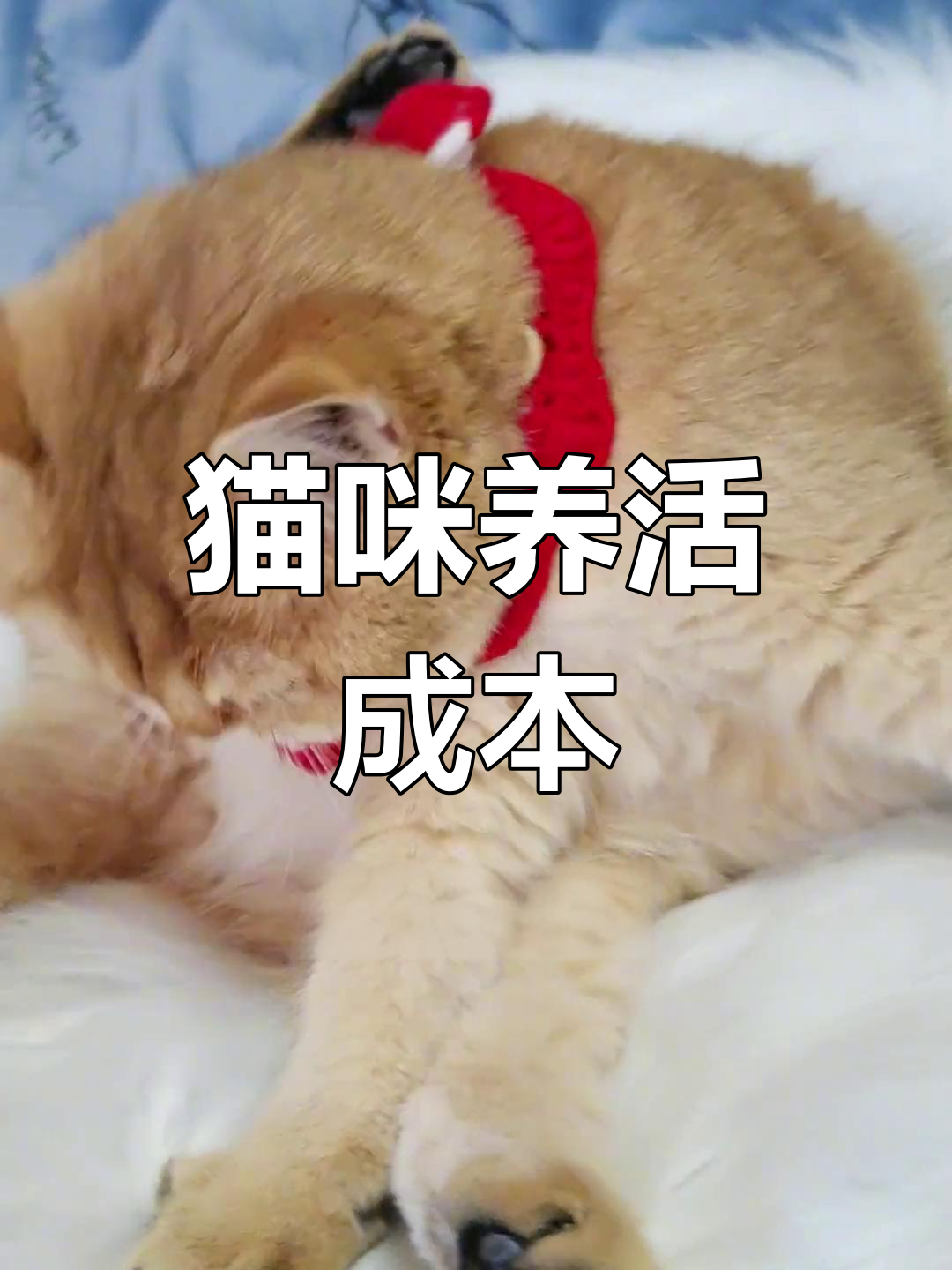 养猫每月花费大揭秘,如何省钱又健康