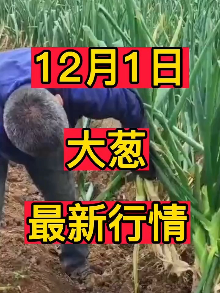12月1日大葱最新行情!