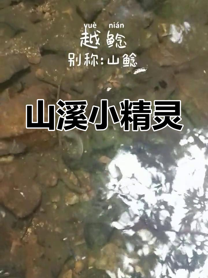 越鲶,山溪中的小精灵,以昆虫和小鱼为食
