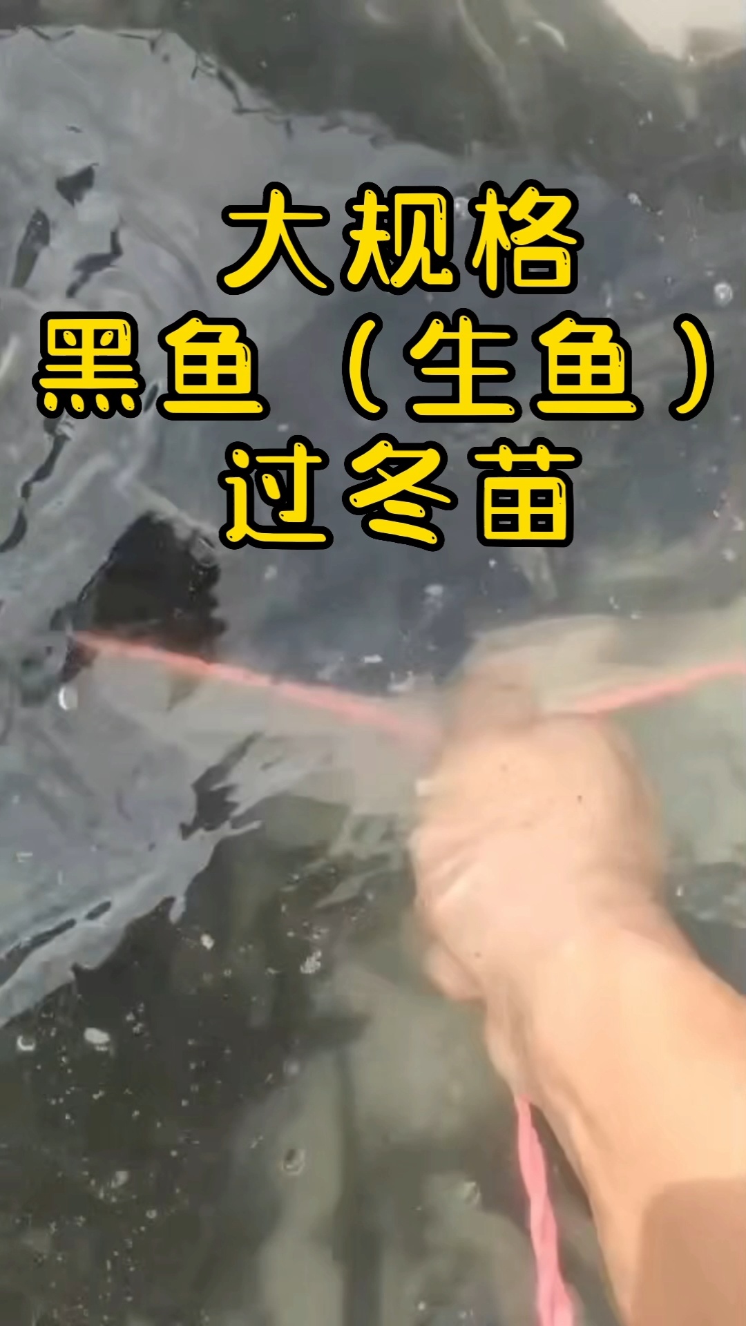 黑鱼生鱼过冬苗10-12CM苗子很靓抗病力高长速快能提早两个