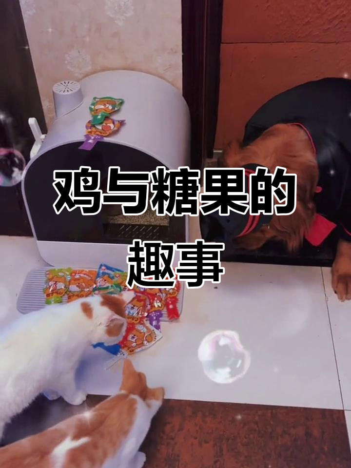 白鸡下蛋,我送它棒棒糖,回来却被骂了