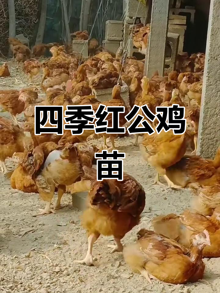 九斤四季红公鸡苗,长势快抗寒耐热