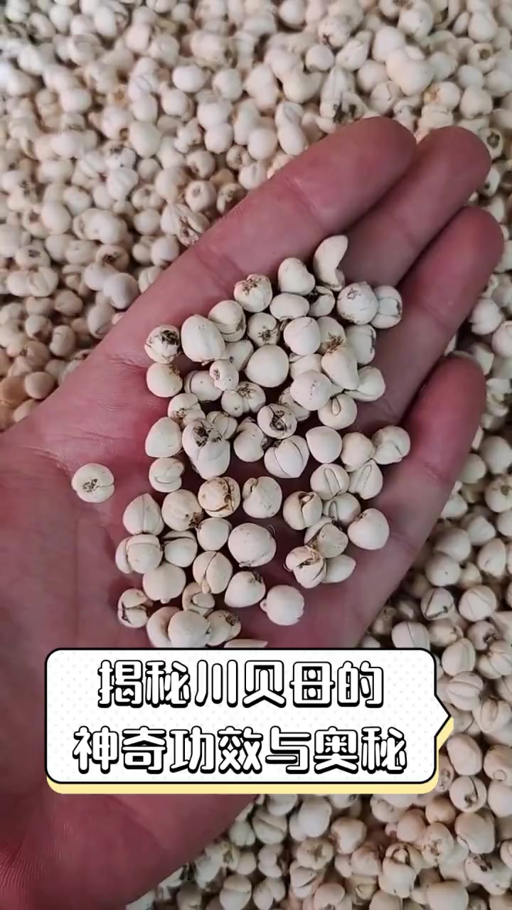 揭秘川贝母的神奇功效与奥秘